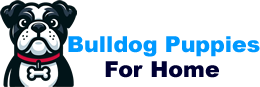 bulldogpuppiesforhome.com